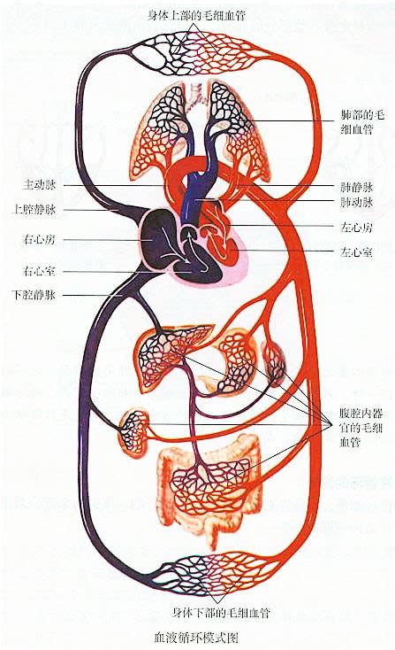 驪的造詞 血液循环简图